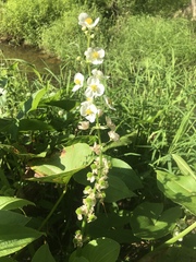 Sagittaria australis