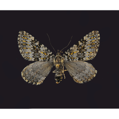 Entephria
