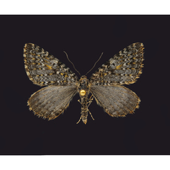 Entephria