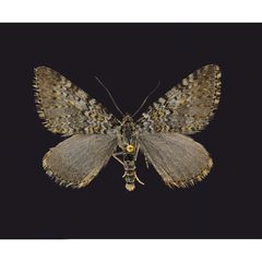 Entephria