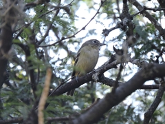 Vireo cassinii
