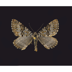 Entephria