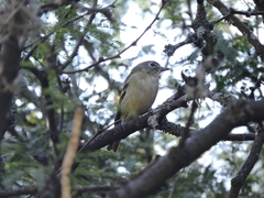 Vireo cassinii