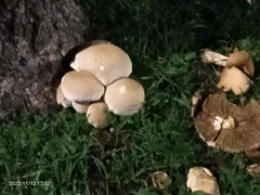 Fungi