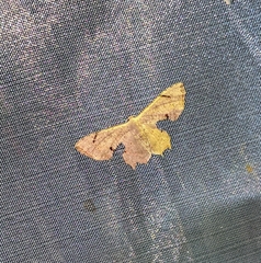 Dysaethria quadricaudata