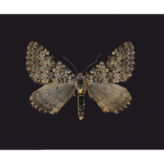 Entephria