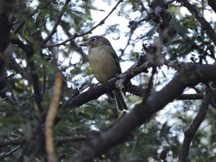 Vireo cassinii