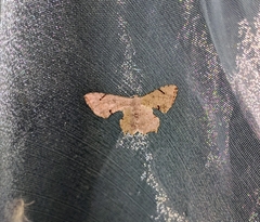 Dysaethria quadricaudata