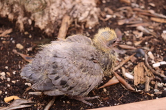 Columba livia domestica