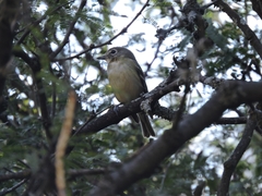Vireo cassinii