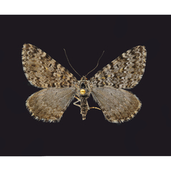 Entephria