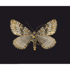Entephria