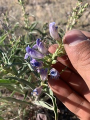 Penstemon speciosus