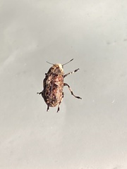 Euparius marmoreus