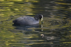 Fulica atra