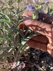 Penstemon speciosus