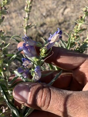 Penstemon speciosus
