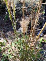 Andropogon