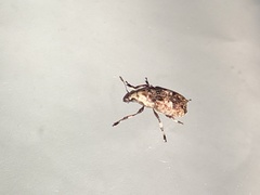 Euparius marmoreus