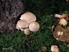 Fungi
