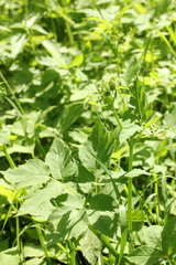 Aegopodium podagraria