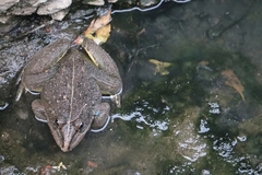 Hoplobatrachus tigerinus