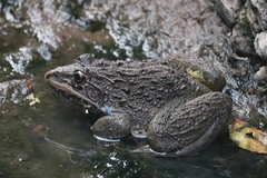 Hoplobatrachus tigerinus