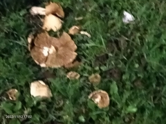 Fungi