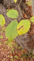 Ulmus laevis