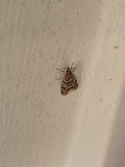 Eudonia heterosalis