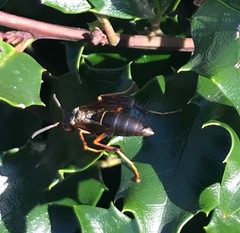 Polistes annularis