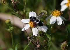 Megachile conjuncta