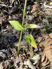 Dichanthelium latifolium