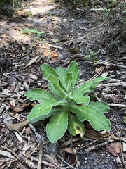 Helichrysum foetidum