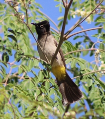 Pycnonotus xanthopygos