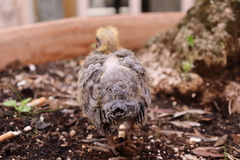 Columba livia domestica
