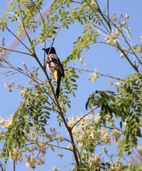 Pycnonotus xanthopygos