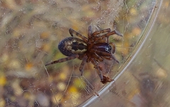 Amaurobius fenestralis