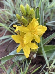 Hypoxis obtusa