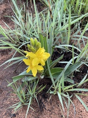 Hypoxis obtusa