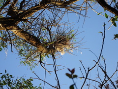 Pitangus sulphuratus