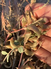 Astragalus iodanthus