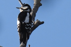 Dendrocopos major