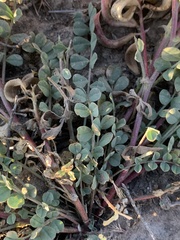 Astragalus iodanthus