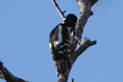 Dendrocopos major