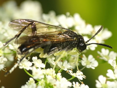 Macrophya montana