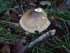Amanita submembranacea
