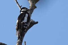 Dendrocopos major