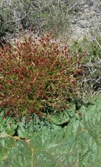 Rheum tataricum