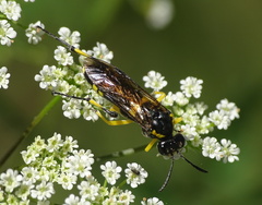Macrophya montana